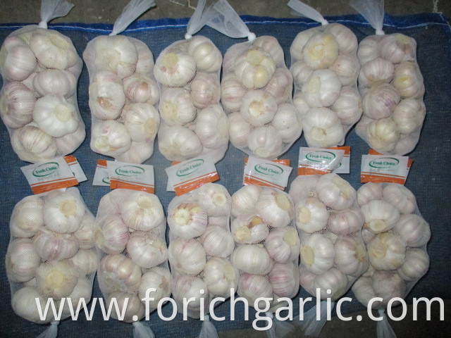 2019 Jinxiang Fresh Normal Garlic